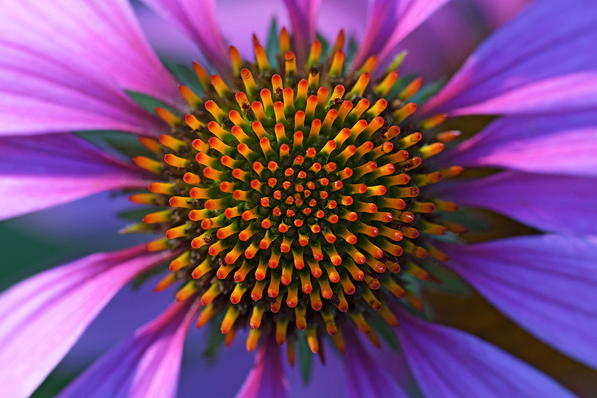 Purple Coneflower (Echinacea purpurea) (1)