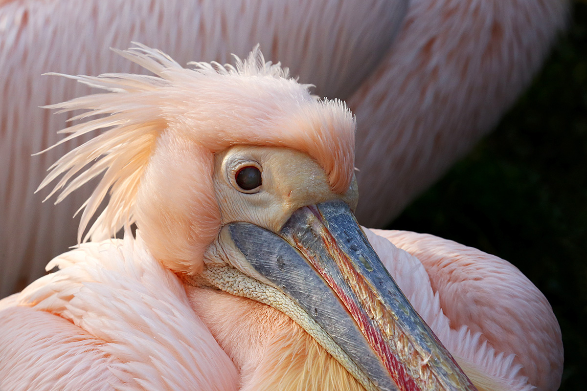 Great White Pelican (Pelecanus onocrotalus (1)