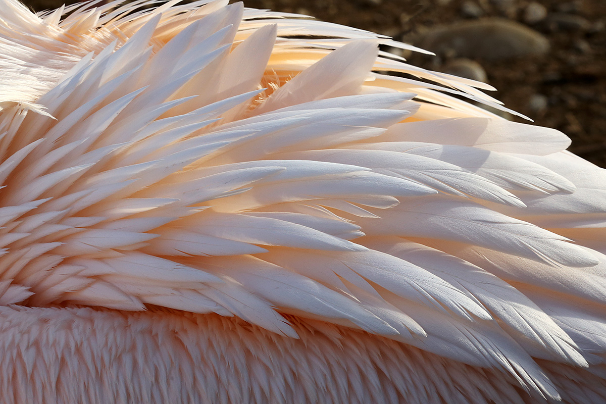 Great White Pelican (Pelecanus onocrotalus (4)