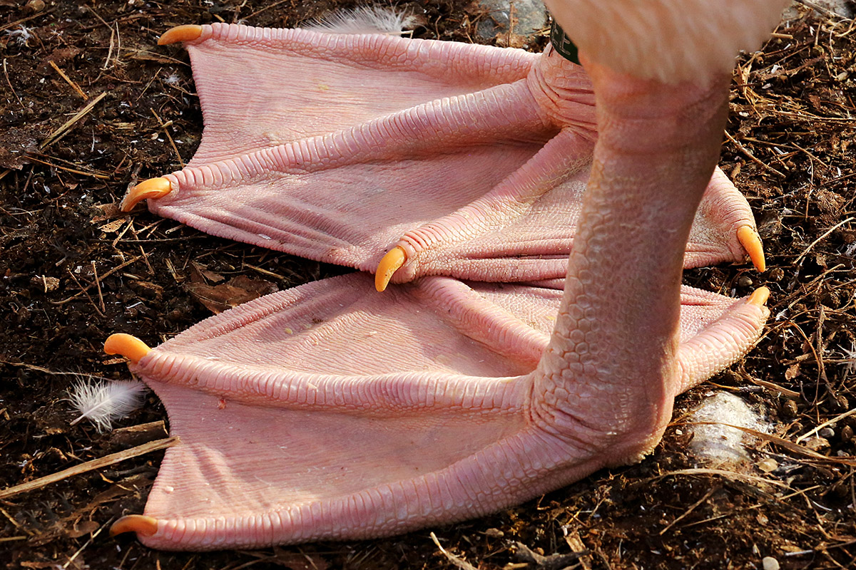 Great White Pelican (Pelecanus onocrotalus (3)