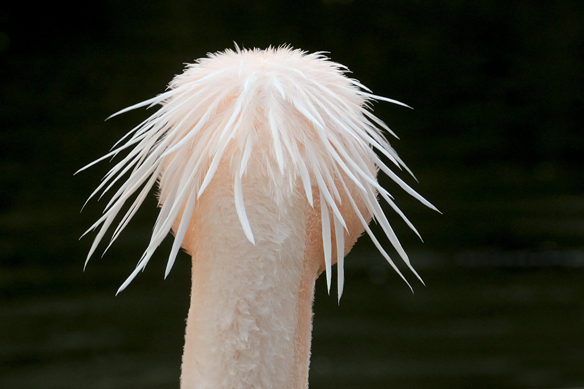 Great White Pelican (Pelecanus onocrotalus (2)