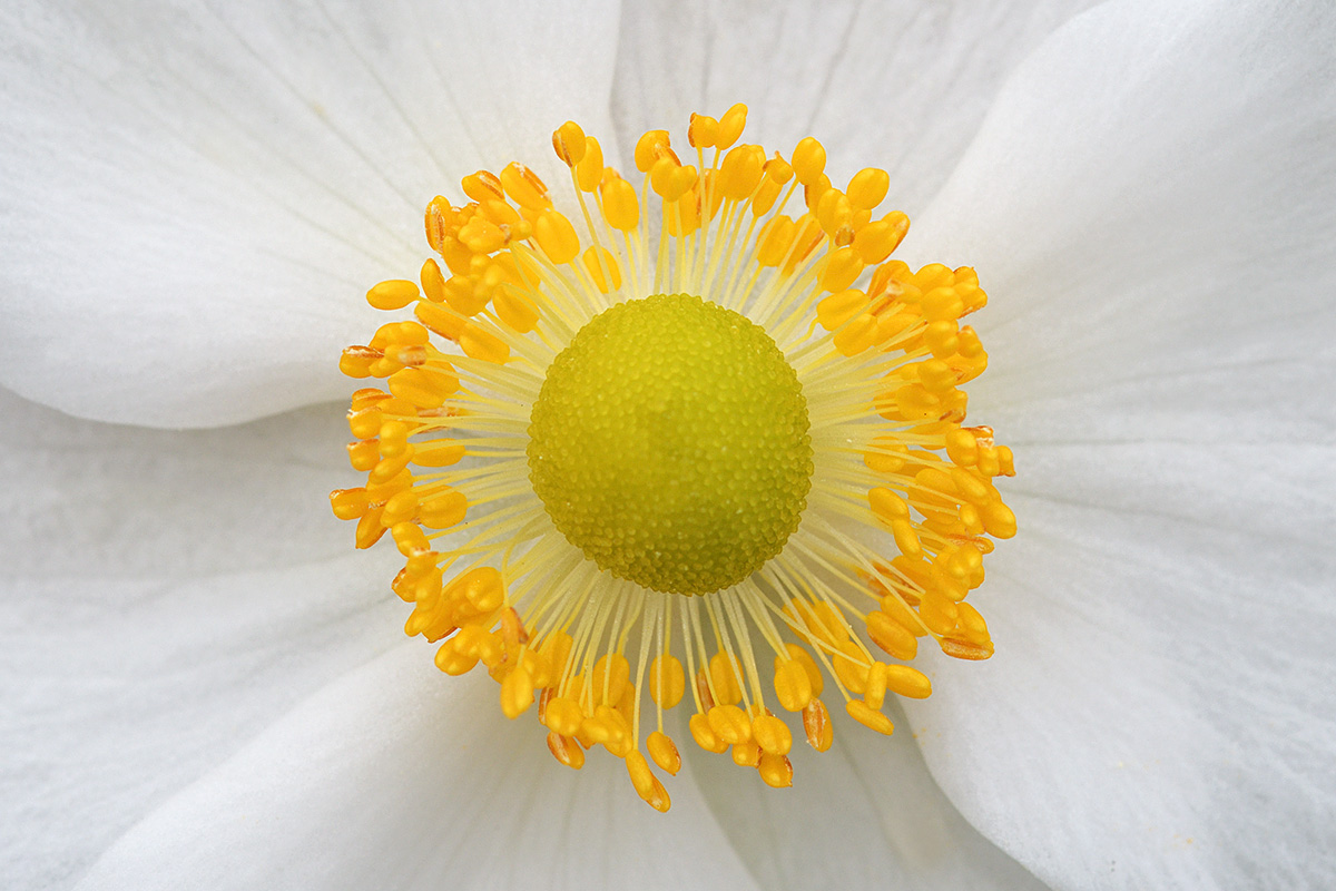 Japanese Windflower (Anemone hupehensis) (1) Photos of nature's