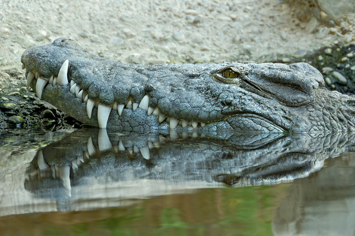 Nile Crocodile (Crocodylus niloticus) (1)