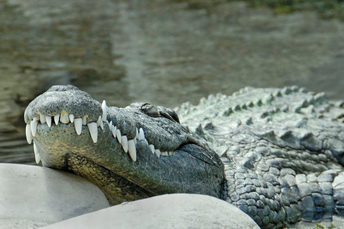 Nile Crocodile (Crocodylus niloticus) (2)