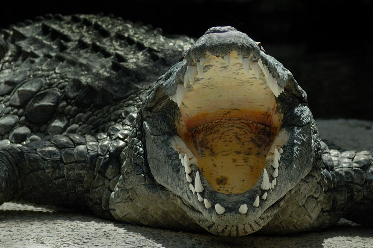 Nile Crocodile (Crocodylus niloticus) (3)