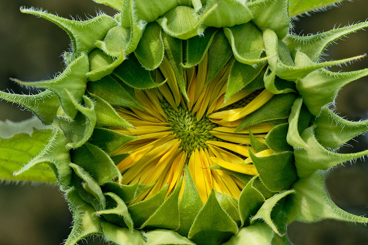 Sunflower (Helianthus annuus) (1)