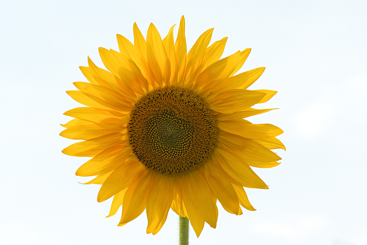 Sunflower (Helianthus annuus) (4)