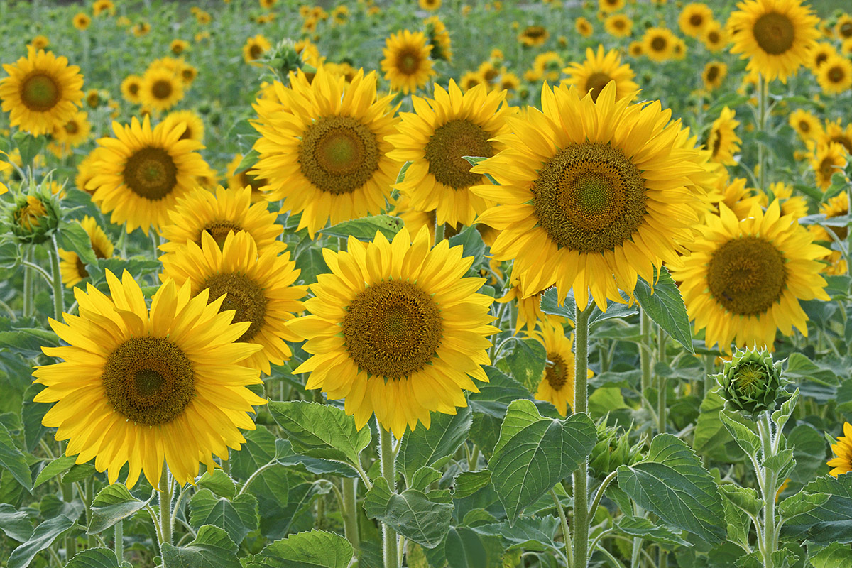 Sunflower (Helianthus annuus) (2)