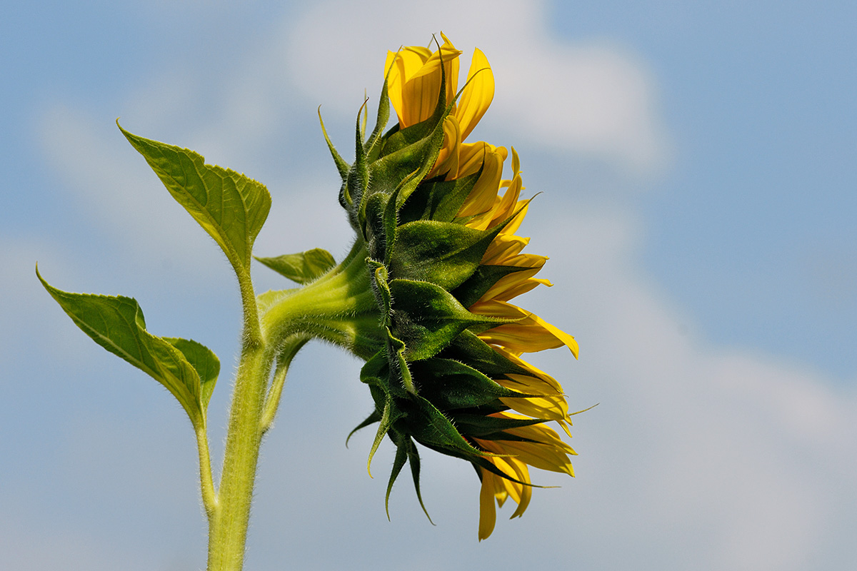 Sunflower (Helianthus annuus) (5)