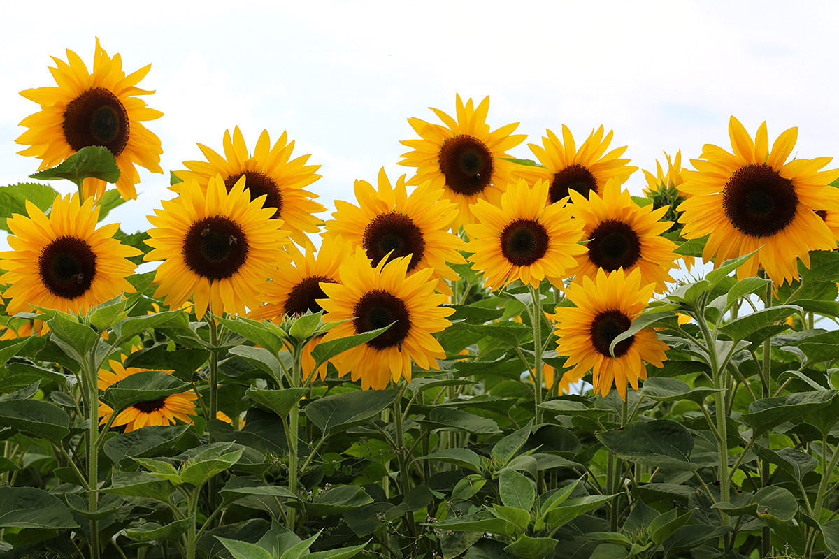 Sunflower (Helianthus annuus) (3)