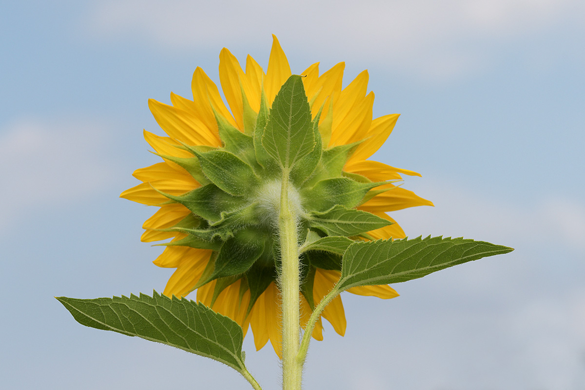 Sunflower (Helianthus annuus) (6)