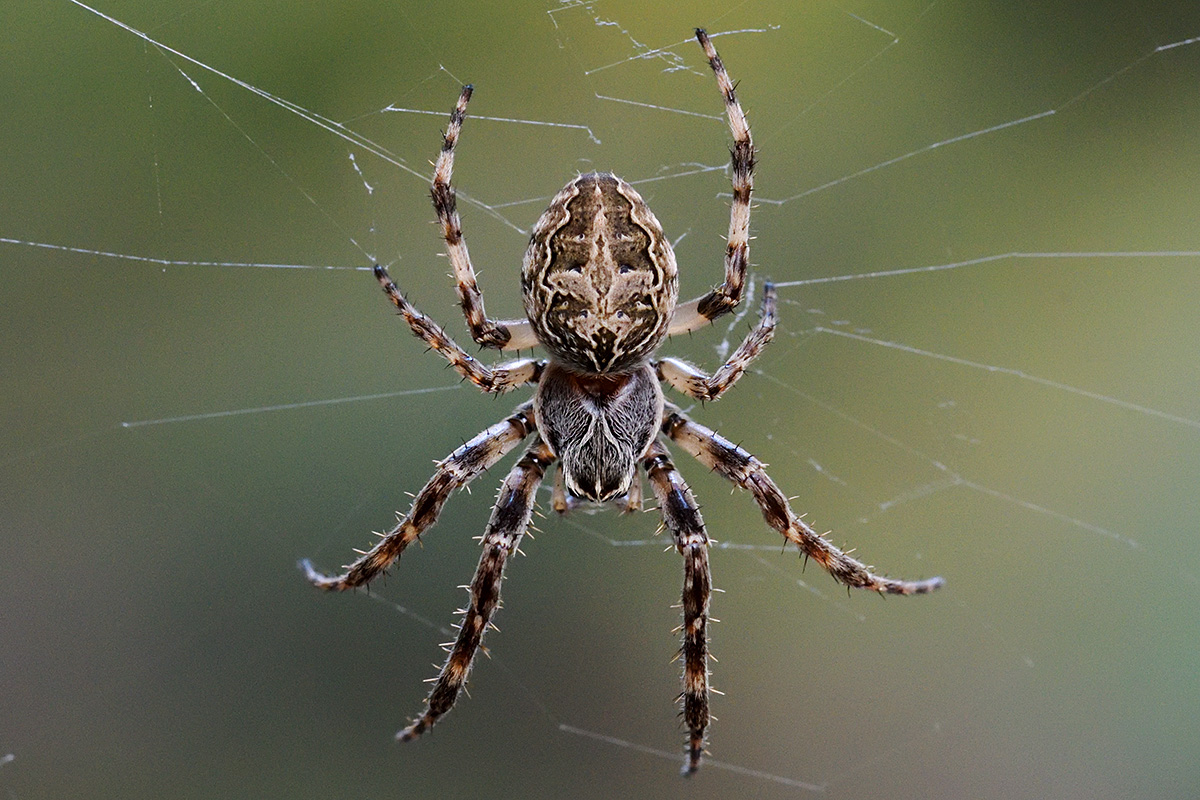 Bridge Spider (Larinioides sclopetarius) (1)