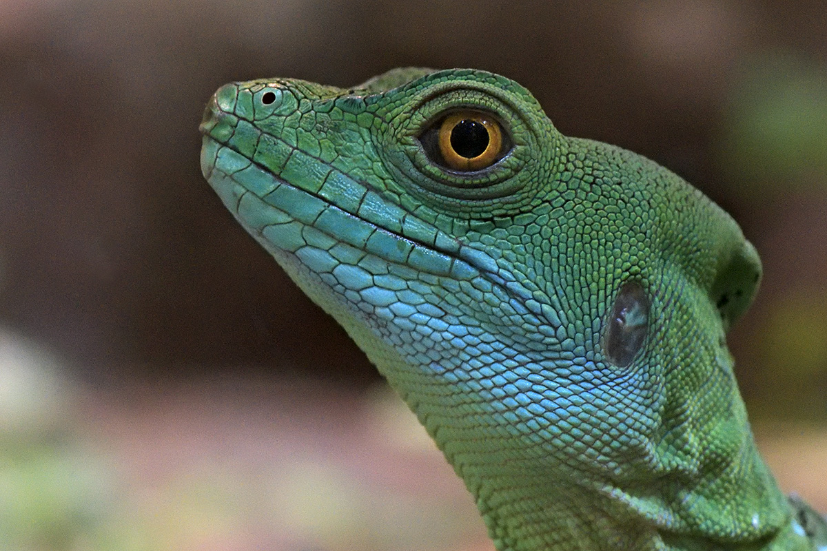 Green Basilisk (Basiliscus plumifrons) (2)