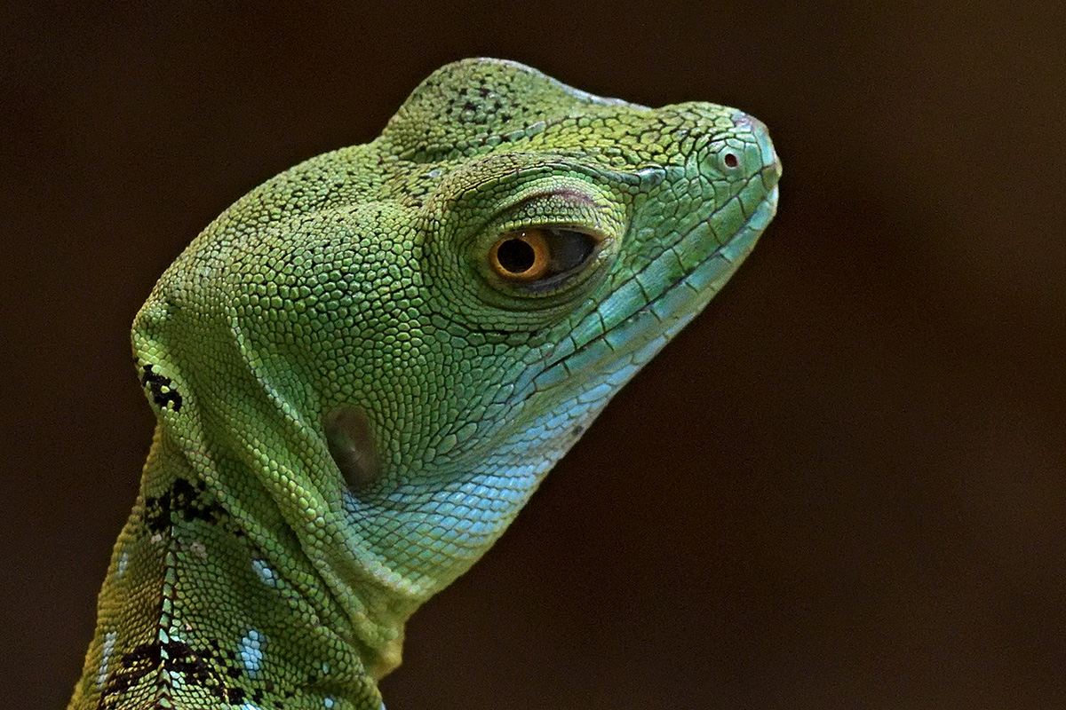 Green Basilisk (Basiliscus plumifrons) (1)