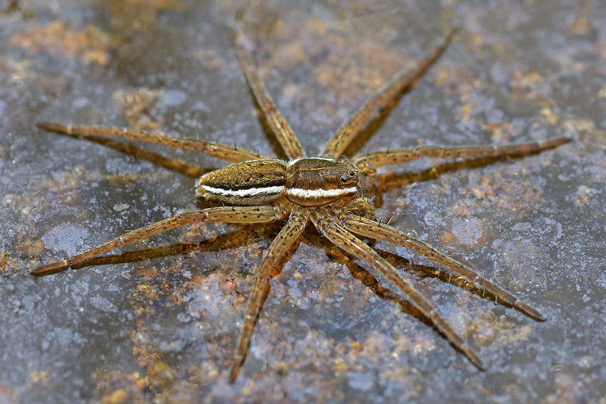 Raft Spider (Dolomedes fimbriatus) (1)