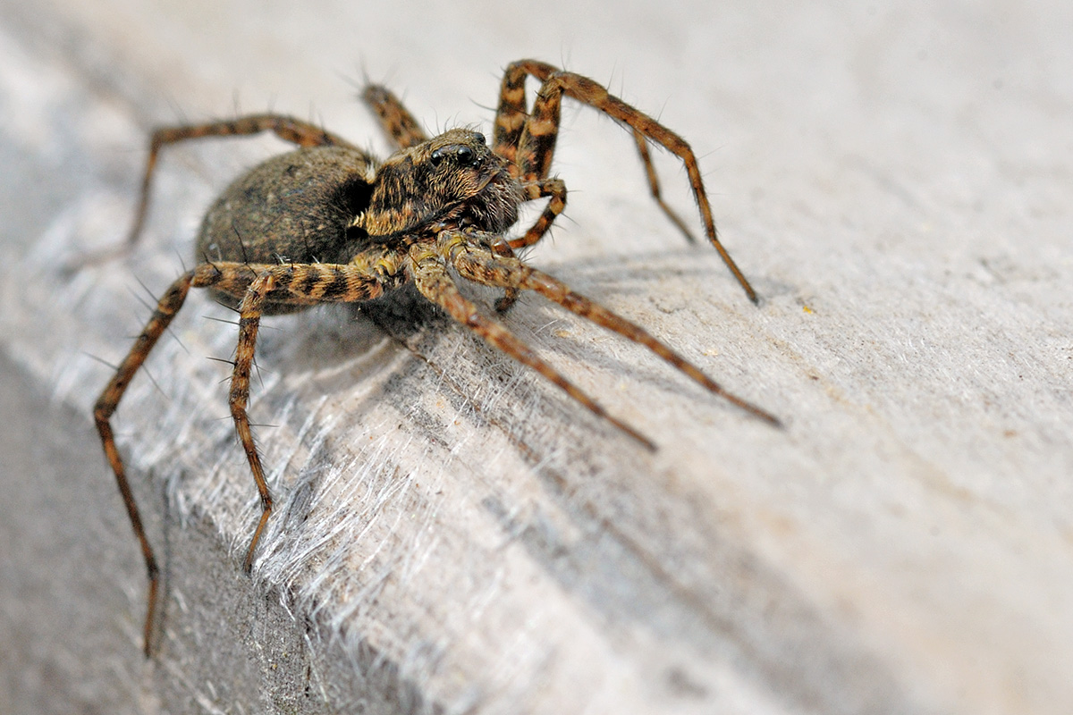 Wolf Spider (Pardosa lugubris) (1)