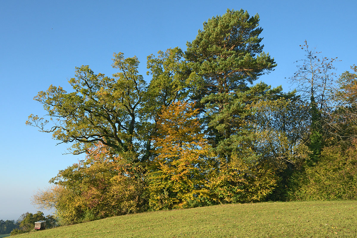 Bettlachstock – One of the Last Primeval Beech Forests in Europe (1)