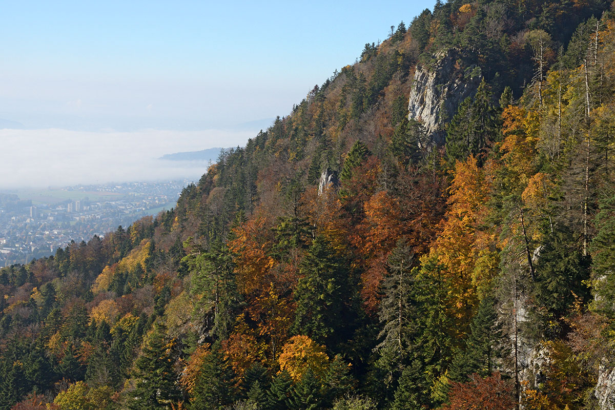 Bettlachstock – One of the Last Primeval Beech Forests in Europe (2)