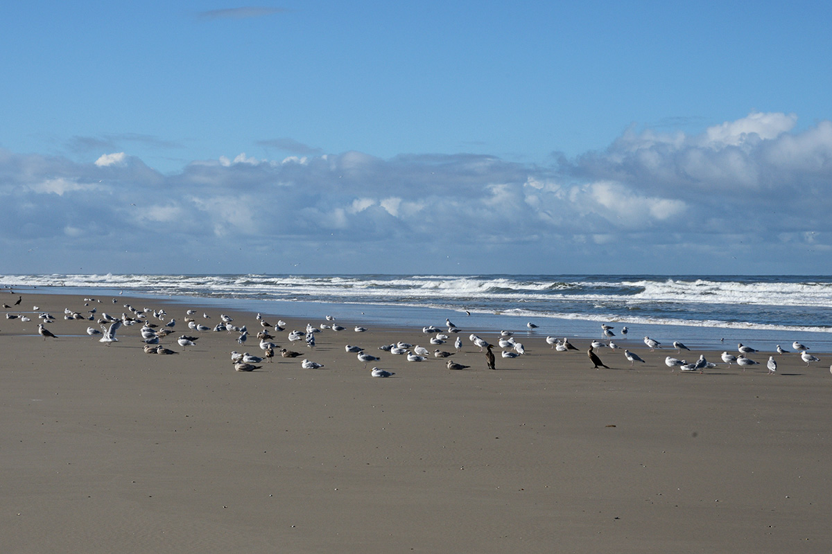 Vlieland – A Dutch Car-Free Island in the North Sea (7)