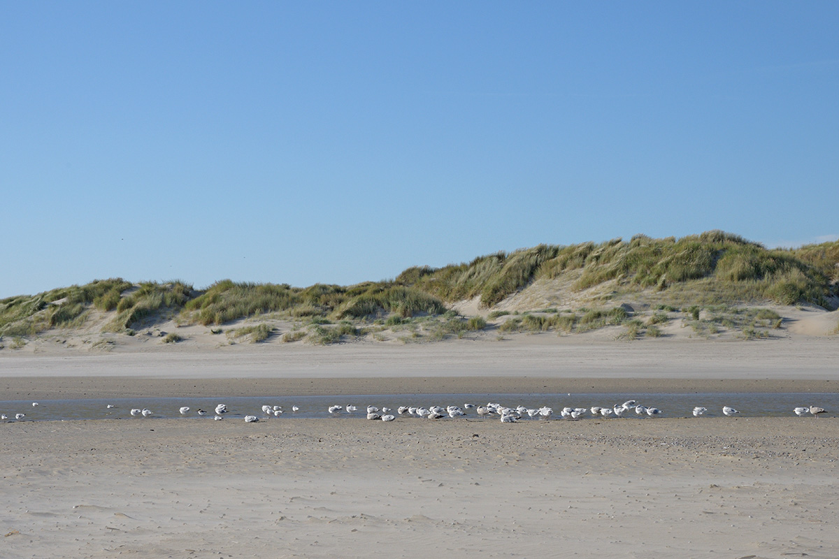 Vlieland – A Dutch Car-Free Island in the North Sea (14)