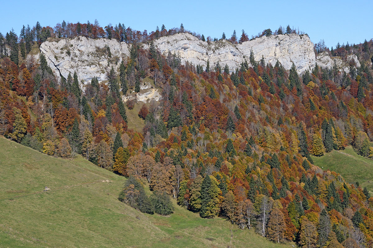 Bettlachstock – One of the Last Primeval Beech Forests in Europe (5)