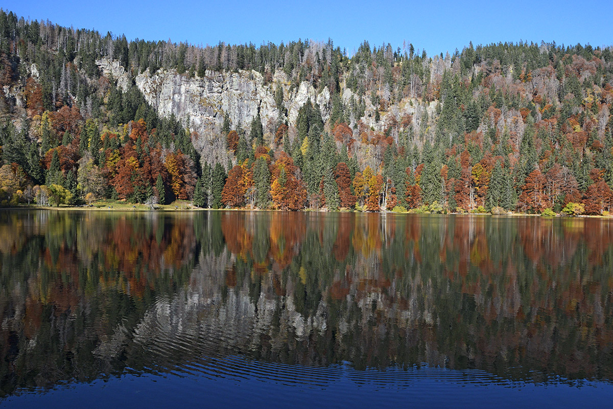 Fall Mood at Lake Feldsee (Black Forest, Southern Germany) (2)