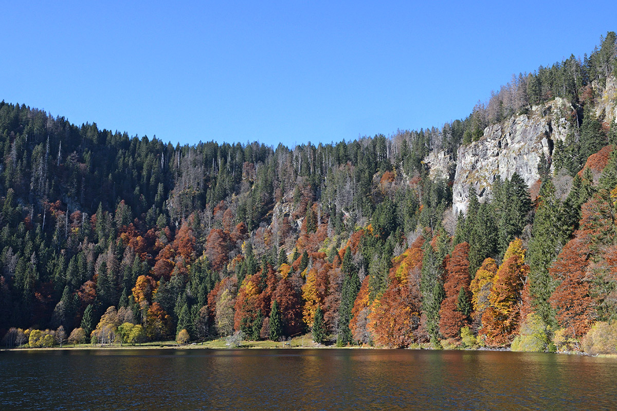 Fall Mood at Lake Feldsee (Black Forest, Southern Germany) (3)