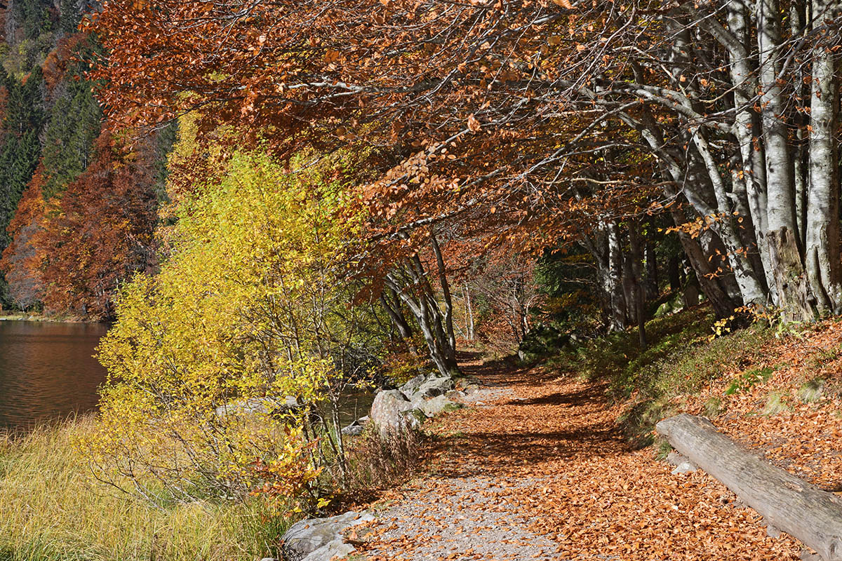 Fall Mood at Lake Feldsee (Black Forest, Southern Germany) (4)