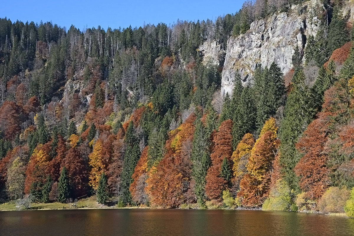 Fall Mood at Lake Feldsee (Black Forest, Southern Germany) (5)