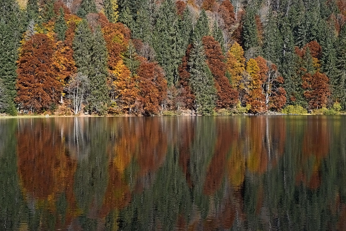 Fall Mood at Lake Feldsee (Black Forest, Southern Germany) (6)