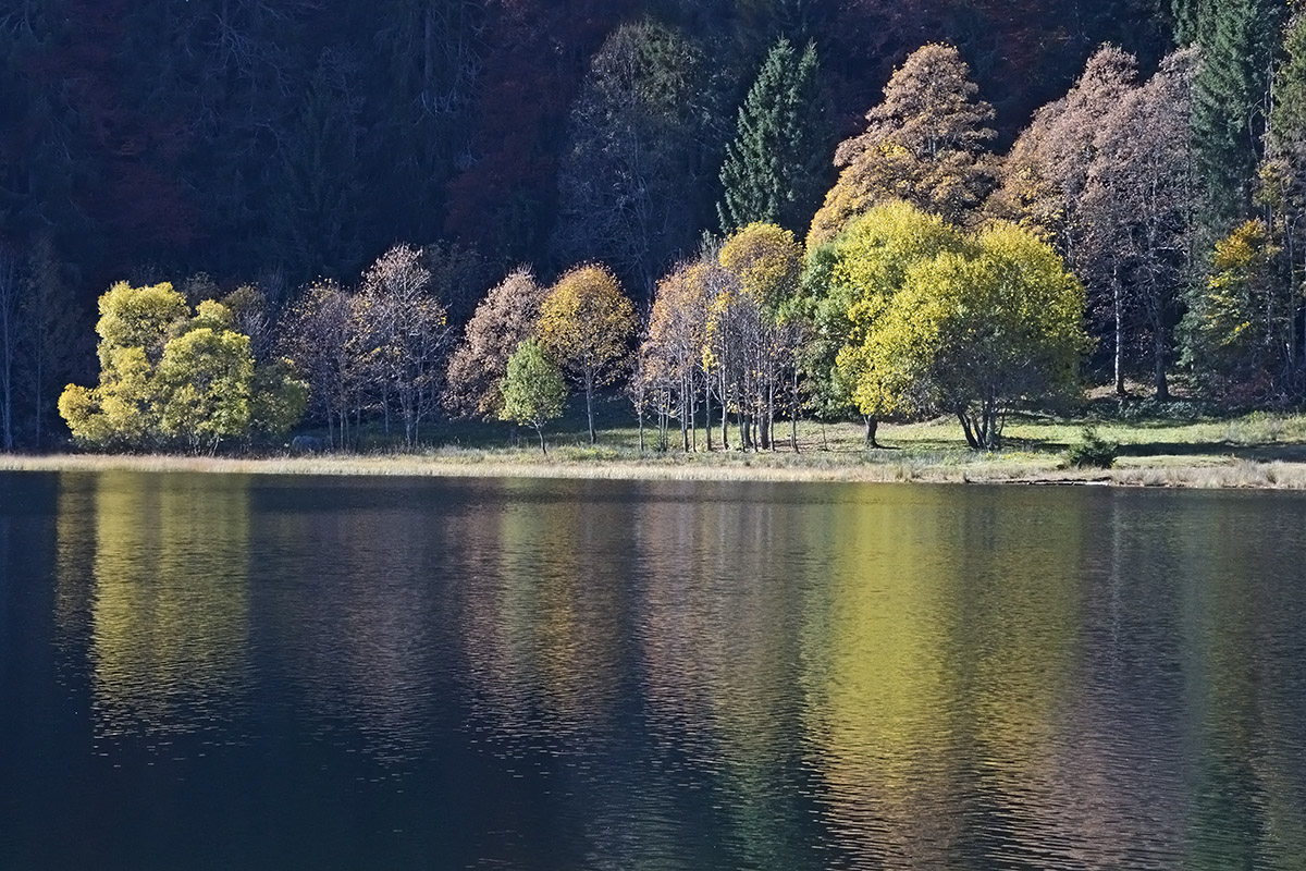 Fall Mood at Lake Feldsee (Black Forest, Southern Germany) (7)