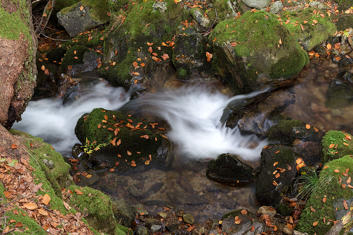 Flowing Water in the Black Forest (1)