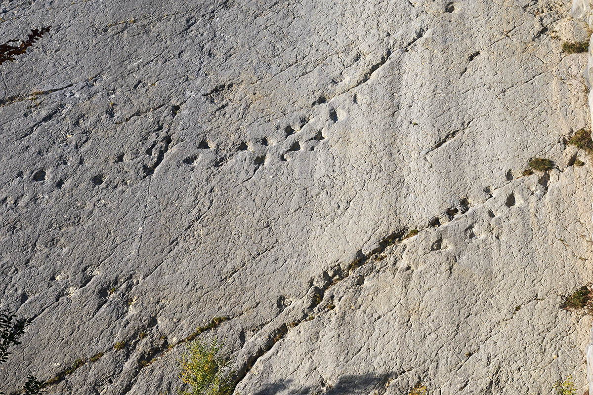 Dinosaur Tracks in the Quarry of Lommiswil (Cantone of Solothurn) (2)