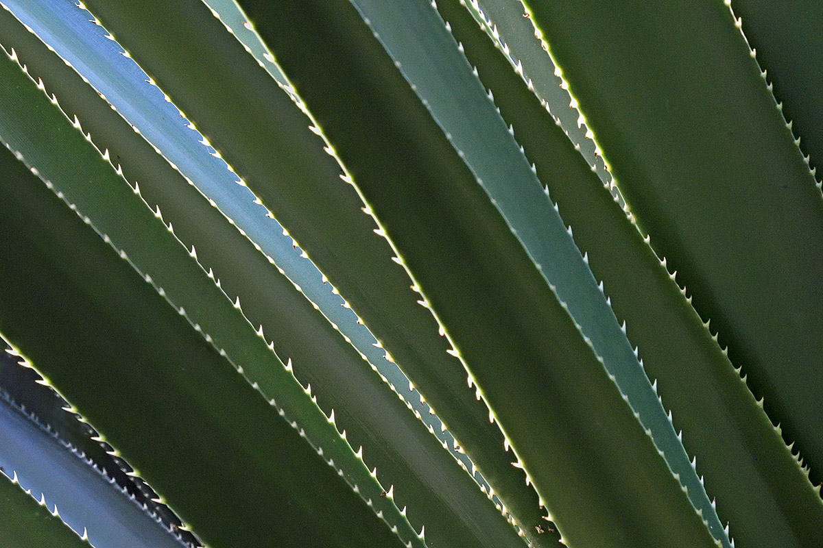 Agave Leaves (1)