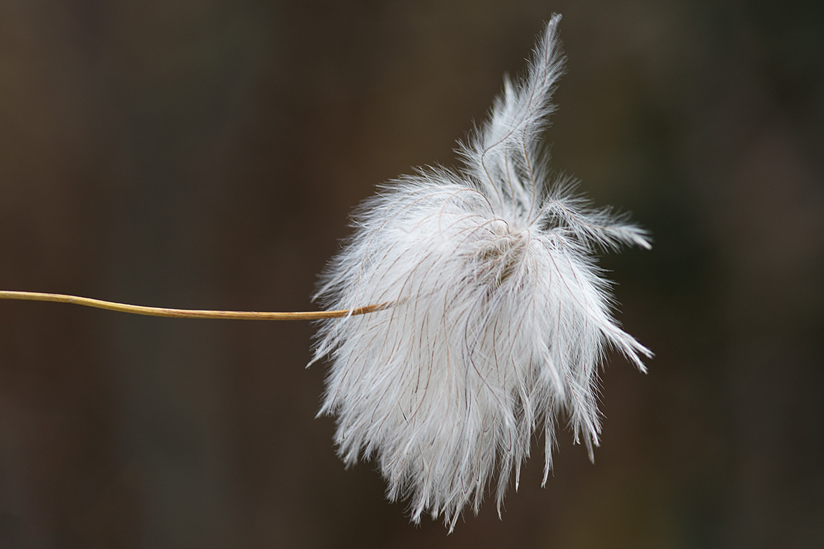 Golden Clematis (Clematis tibetana) (1)