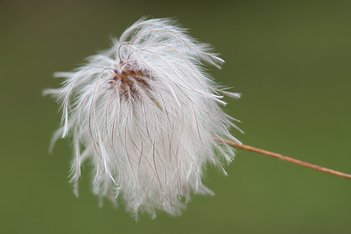 Golden Clematis (Clematis tibetana) (2)