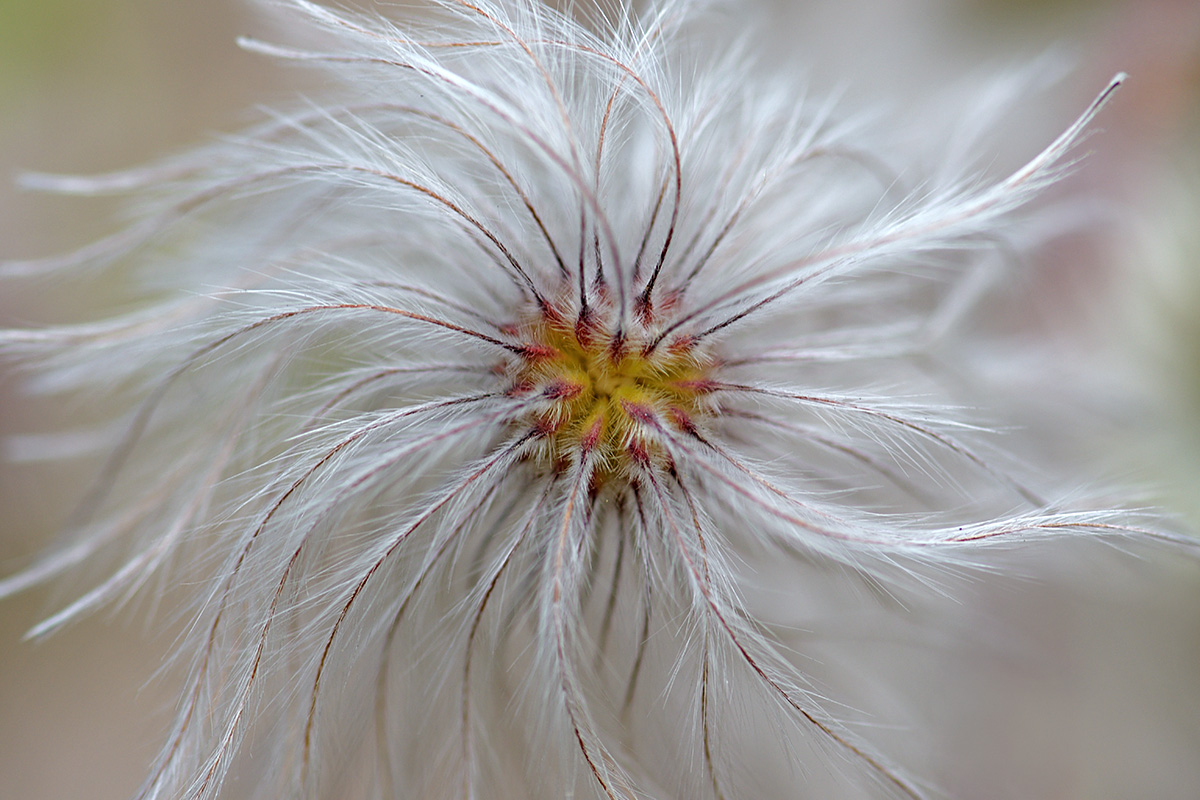 Golden Clematis (Clematis tibetana) (3)