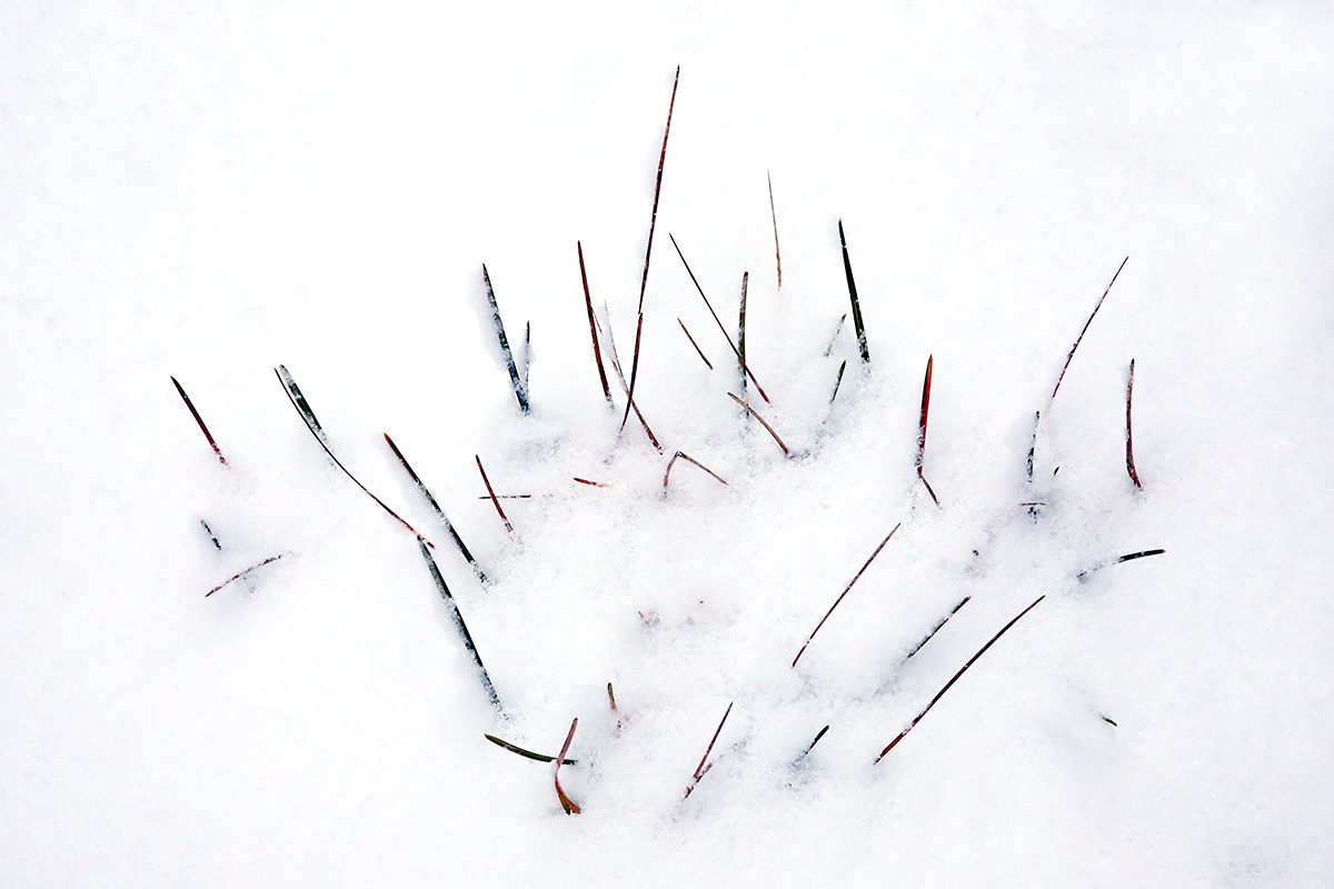 Grass in Snow  (1)