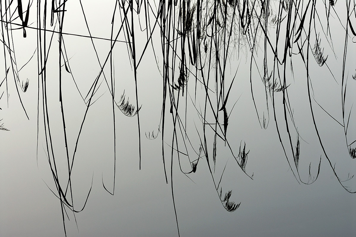 La Petite Camargue Alsacienne in Winter (1)