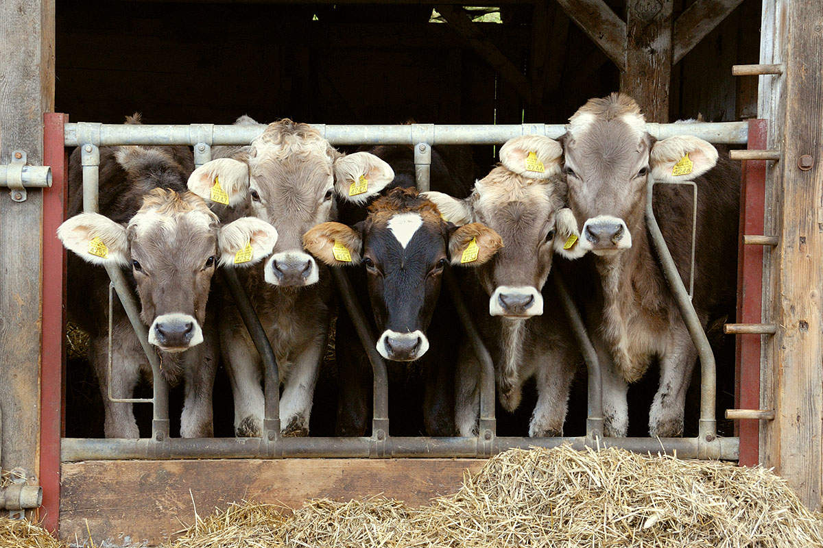 Cows of Switzerland (4)