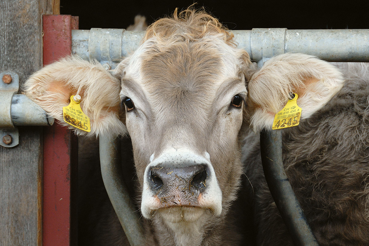 Cows of Switzerland (3)