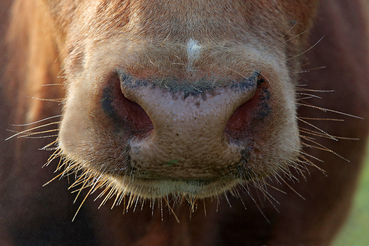 Cows of Switzerland (2)