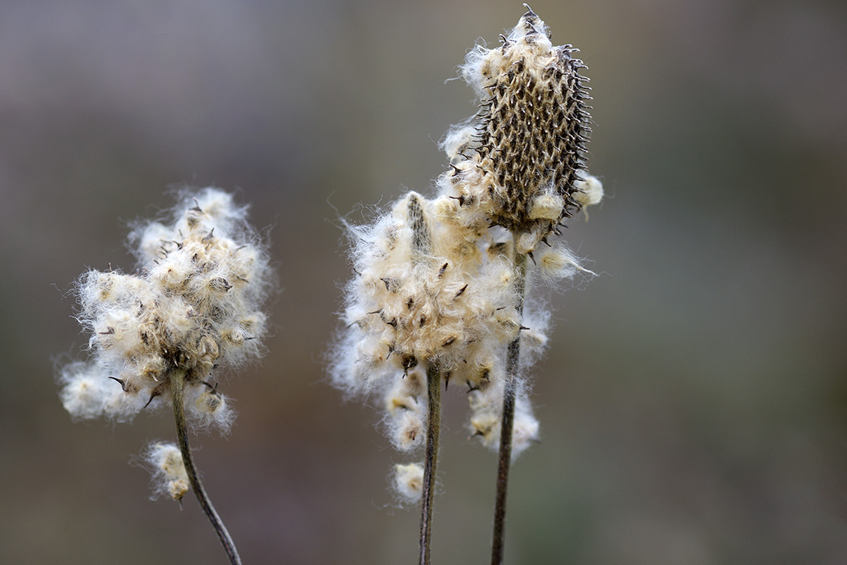 Tall Thimbleweed (Anemone Virginiana) (1)