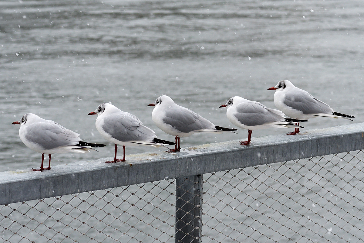 Black-Headed Gulls (Larus ridibundus) (1)