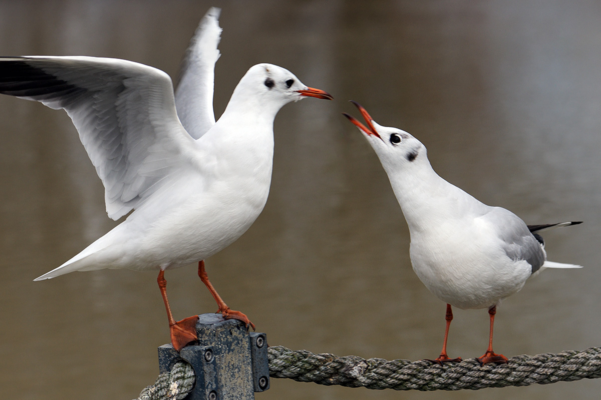 Black-Headed Gulls (Larus ridibundus) (2)