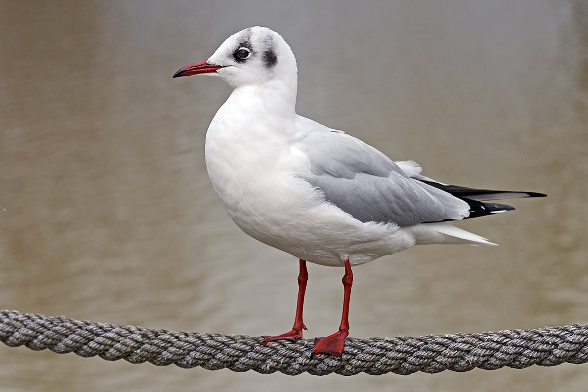 Black-Headed Gull (Larus ridibundus) (3)