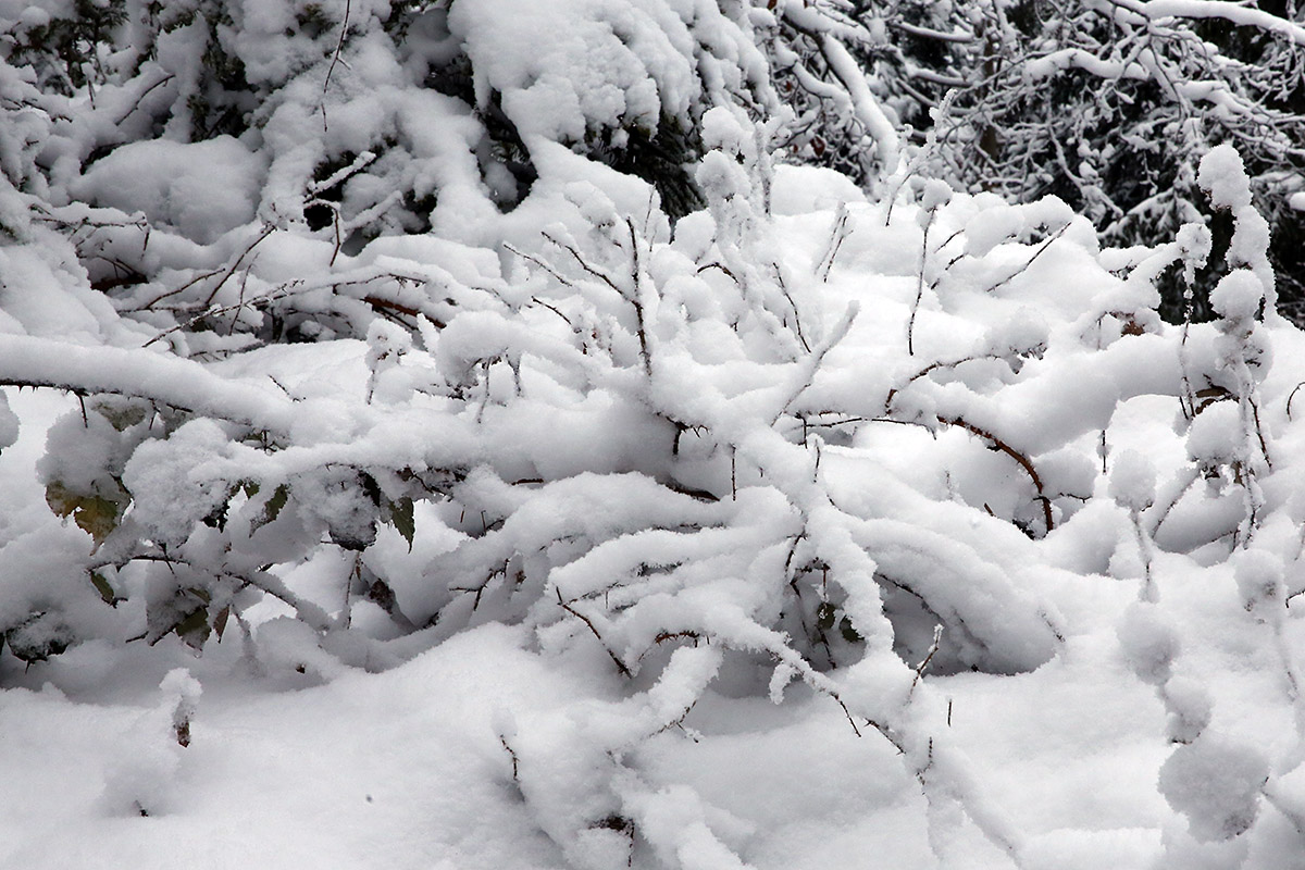 Snow Hike in the Swiss Jura Mountains (1)