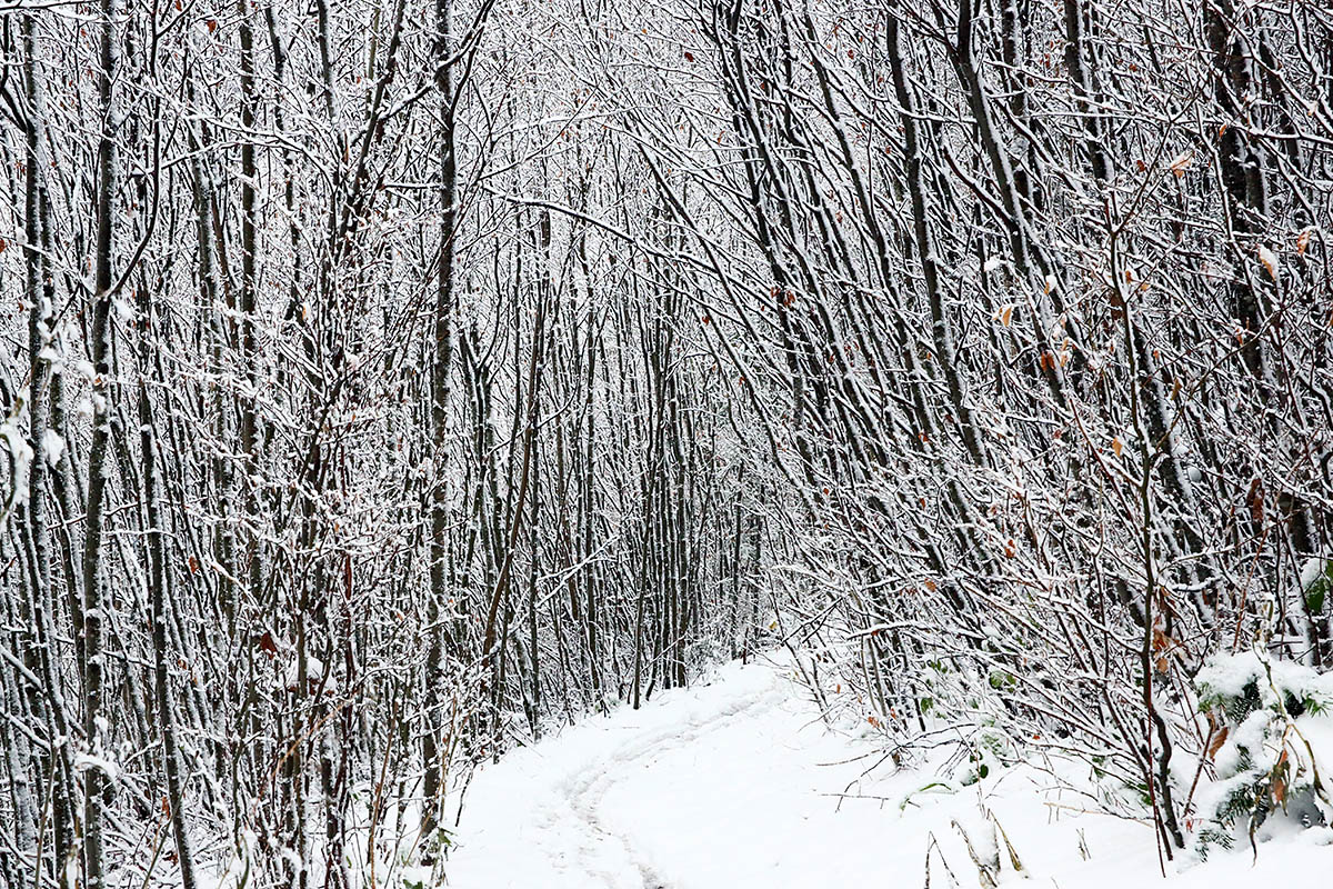 Snow Hike in the Swiss Jura Mountains (3)