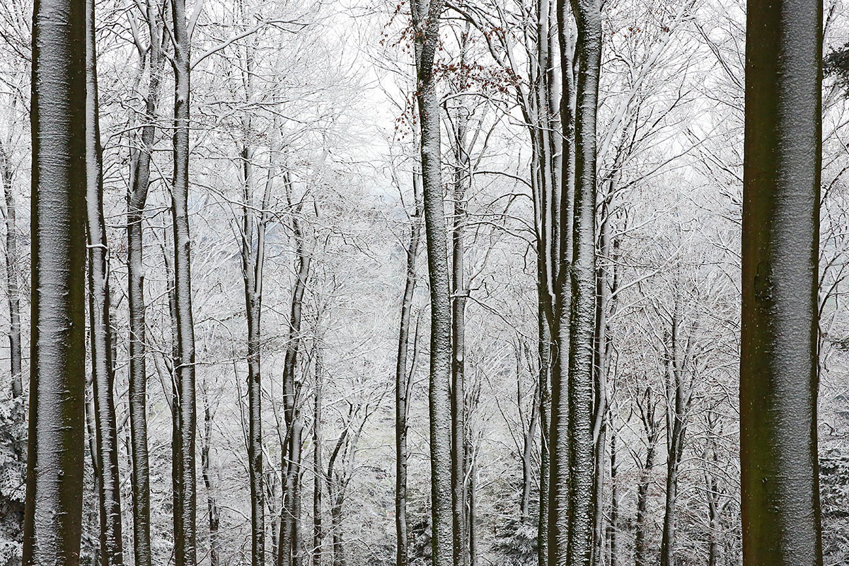 Snow Hike in the Swiss Jura Mountains (4)