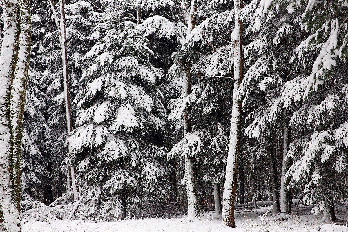 Snow Hike in the Swiss Jura Mountains (5)